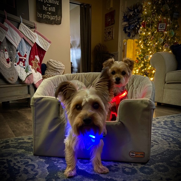 LED LIGHT UP PET HARNESSES, 4 Colors Available - Picture 7 of 8